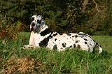 DOGUE ALLEMAND 876